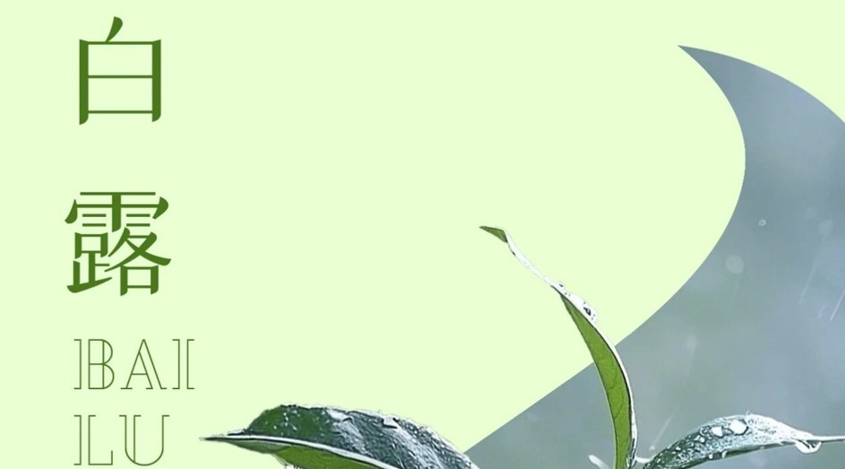 派得寵物